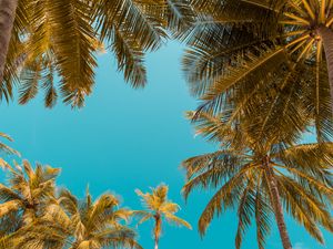 Preview wallpaper palm trees, bottom view, sky tropics, trunks, branches