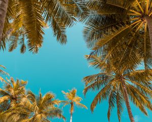 Preview wallpaper palm trees, bottom view, sky tropics, trunks, branches