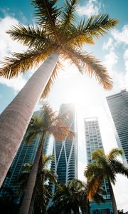 Preview wallpaper palm trees, bottom view, skyscraper, buildings, city