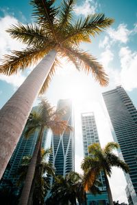 Preview wallpaper palm trees, bottom view, skyscraper, buildings, city
