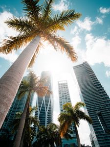 Preview wallpaper palm trees, bottom view, skyscraper, buildings, city