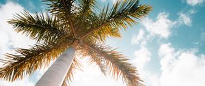 Preview wallpaper palm trees, bottom view, skyscraper, buildings, city