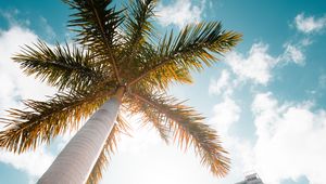 Preview wallpaper palm trees, bottom view, skyscraper, buildings, city