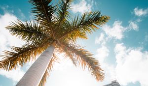 Preview wallpaper palm trees, bottom view, skyscraper, buildings, city