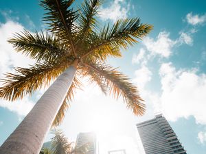 Preview wallpaper palm trees, bottom view, skyscraper, buildings, city