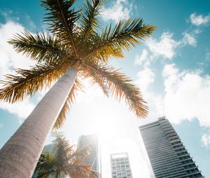 Preview wallpaper palm trees, bottom view, skyscraper, buildings, city