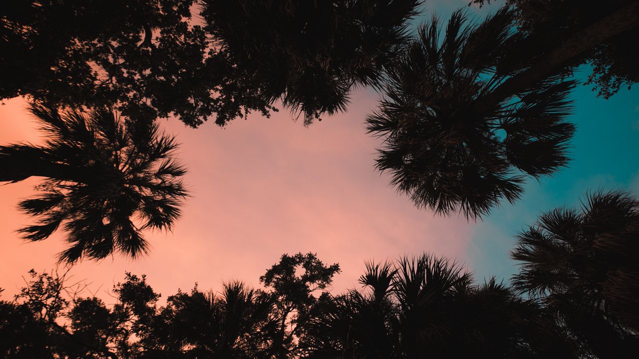 Wallpaper palm trees, bottom view, sunset, tropics, twilight