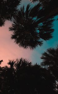 Preview wallpaper palm trees, bottom view, sunset, tropics, twilight