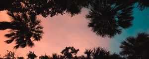 Preview wallpaper palm trees, bottom view, sunset, tropics, twilight