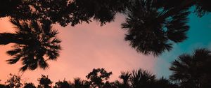 Preview wallpaper palm trees, bottom view, sunset, tropics, twilight