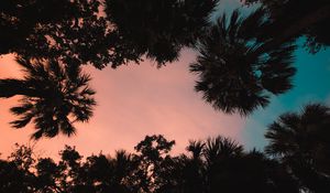 Preview wallpaper palm trees, bottom view, sunset, tropics, twilight