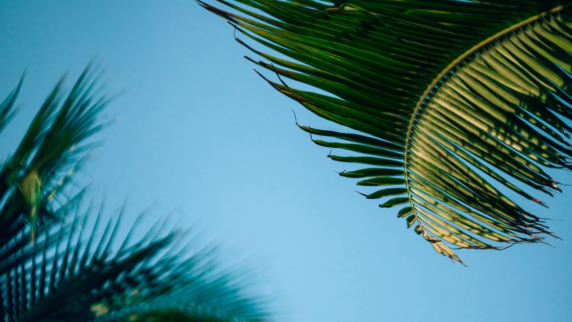 Download wallpaper 1920x1080 palm trees, branch, leaves, bottom view ...