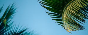 Preview wallpaper palm trees, branch, leaves, bottom view