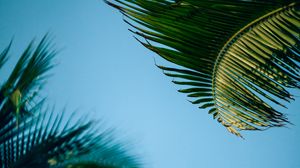 Preview wallpaper palm trees, branch, leaves, bottom view