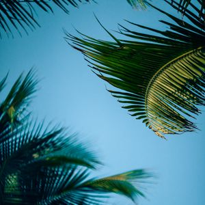 Preview wallpaper palm trees, branch, leaves, bottom view