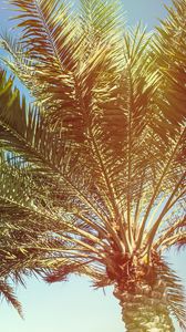 Preview wallpaper palm, trees, branches, sunlight