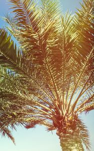 Preview wallpaper palm, trees, branches, sunlight