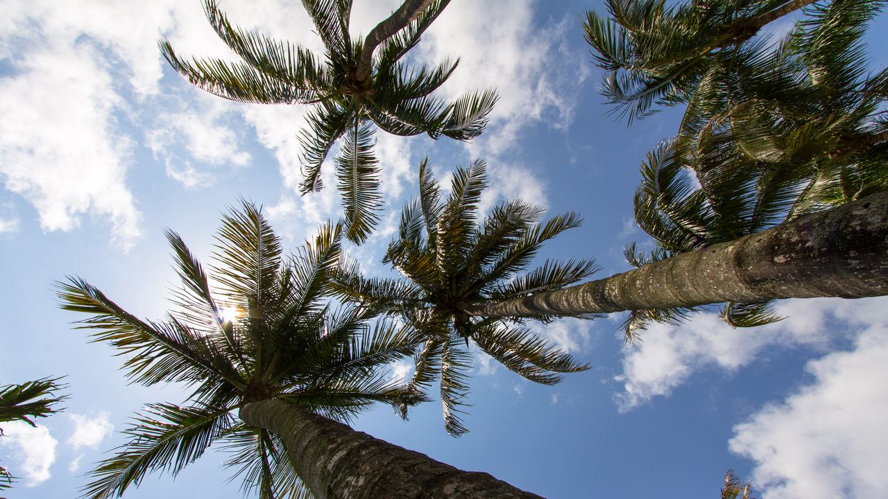 Wallpaper palm trees, branches, bottom view, sky, tropics