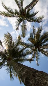 Preview wallpaper palm trees, branches, bottom view, sky, tropics