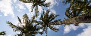 Preview wallpaper palm trees, branches, bottom view, sky, tropics