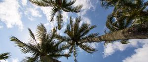 Preview wallpaper palm trees, branches, bottom view, sky, tropics