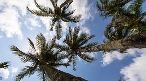 Preview wallpaper palm trees, branches, bottom view, sky, tropics