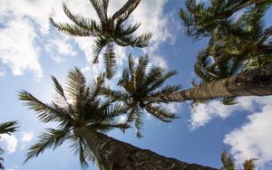 Preview wallpaper palm trees, branches, bottom view, sky, tropics