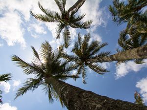 Preview wallpaper palm trees, branches, bottom view, sky, tropics