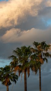 Preview wallpaper palm trees, branches, clouds, sky, nature