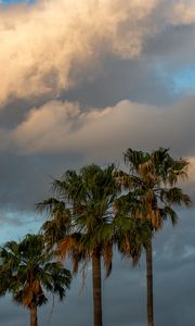 Preview wallpaper palm trees, branches, clouds, sky, nature