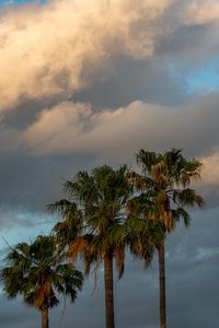 Preview wallpaper palm trees, branches, clouds, sky, nature