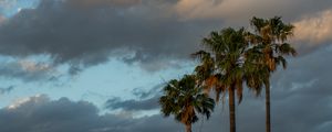 Preview wallpaper palm trees, branches, clouds, sky, nature