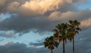 Preview wallpaper palm trees, branches, clouds, sky, nature