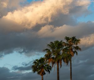 Preview wallpaper palm trees, branches, clouds, sky, nature