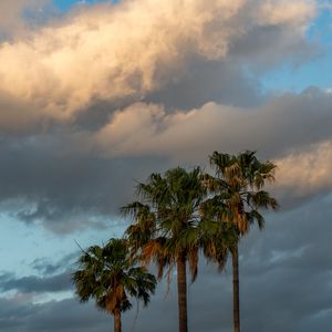Preview wallpaper palm trees, branches, clouds, sky, nature