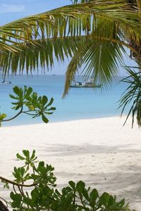 Preview wallpaper palm trees, branches, coast, sand, vessel, gulf