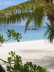 Preview wallpaper palm trees, branches, coast, sand, vessel, gulf