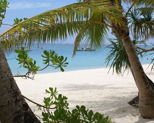 Preview wallpaper palm trees, branches, coast, sand, vessel, gulf