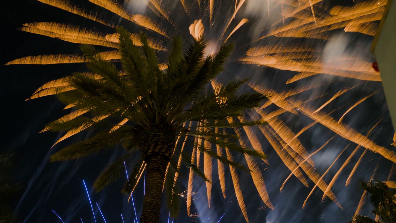 Wallpaper palm trees, branches, fireworks, night, dark