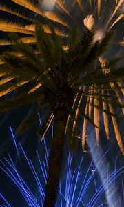 Preview wallpaper palm trees, branches, fireworks, night, dark