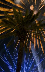 Preview wallpaper palm trees, branches, fireworks, night, dark
