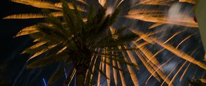 Preview wallpaper palm trees, branches, fireworks, night, dark