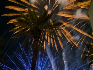 Preview wallpaper palm trees, branches, fireworks, night, dark