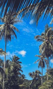 Preview wallpaper palm trees, branches, leaves, sky, clouds, tropics