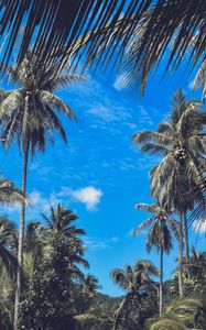 Preview wallpaper palm trees, branches, leaves, sky, clouds, tropics