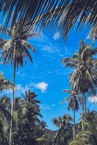 Preview wallpaper palm trees, branches, leaves, sky, clouds, tropics