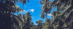 Preview wallpaper palm trees, branches, leaves, sky, clouds, tropics