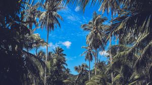 Preview wallpaper palm trees, branches, leaves, sky, clouds, tropics