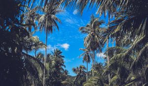 Preview wallpaper palm trees, branches, leaves, sky, clouds, tropics