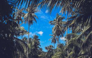Preview wallpaper palm trees, branches, leaves, sky, clouds, tropics